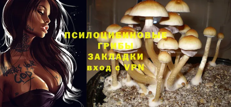 Галлюциногенные грибы Cubensis  Сыктывкар 